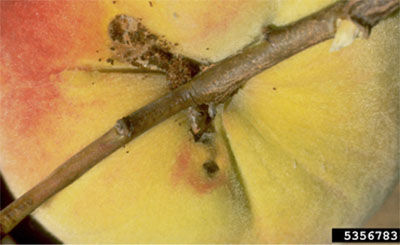 Fig. 05B: Photograph of peach twig borer damage and frass on a fruit